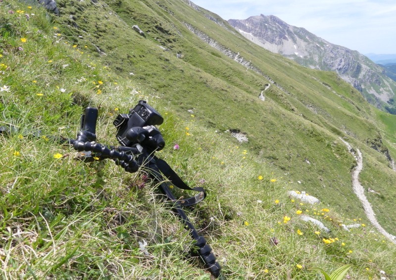 La Nigritella widderi nel Gran Sasso dItalia  luglio 2021.